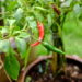 As 6 plantas mais poderosas para espiritualidade e equilíbrio