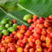 Fruta típica brasileira é muito amada pelo sabor irresistível e adaptação em casa