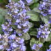 4 plantas perenes que se espalham rapidamente e preenchem espaços vazios no jardim
