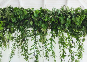As 6 plantas mais bonitas para vasos suspensos