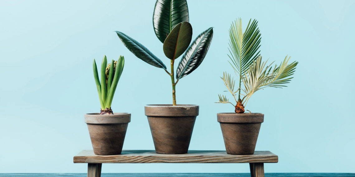 As 5 plantas que ajudam a reduzir o estresse naturalmente!