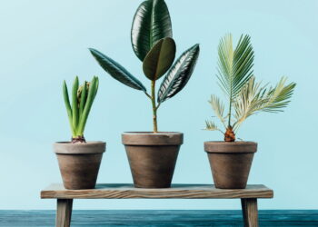 As 5 plantas que ajudam a reduzir o estresse naturalmente!