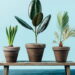 As 5 plantas que ajudam a reduzir o estresse naturalmente!