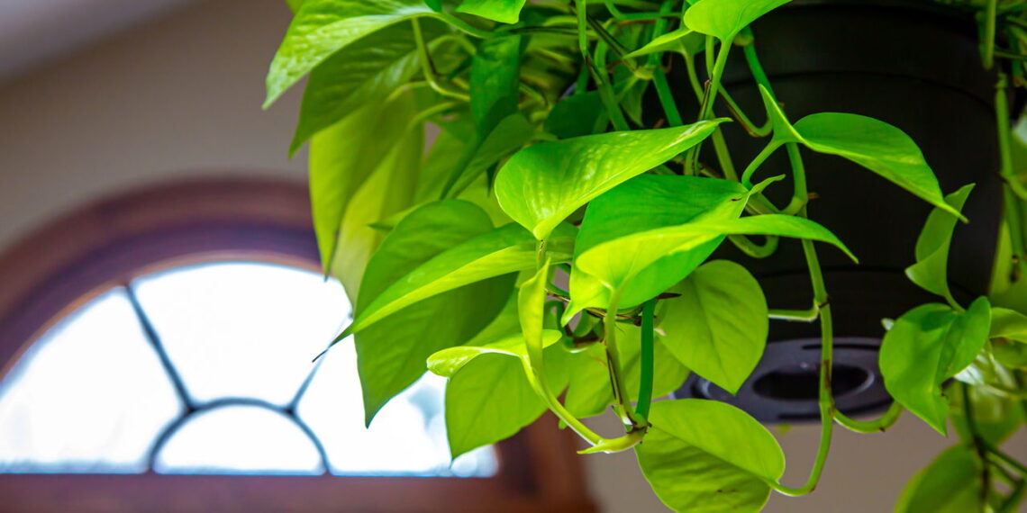 As 6 plantas mais resistentes à luz artificial para ter em casa