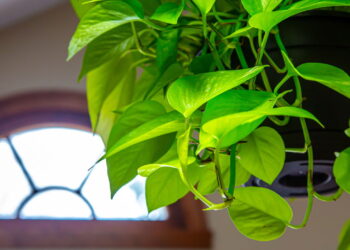 As 6 plantas mais resistentes à luz artificial para ter em casa