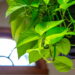 As 6 plantas mais resistentes à luz artificial para ter em casa