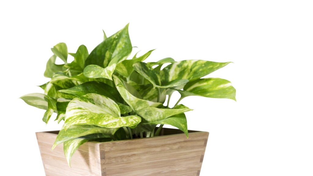 As 3 plantas que crescem e se adaptam rapidamente