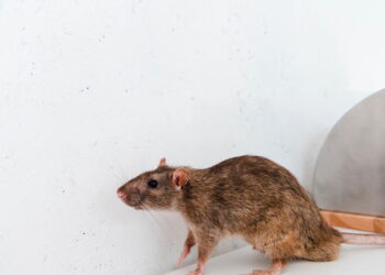 Basta uma folha para se livrar de ratos e camundongos