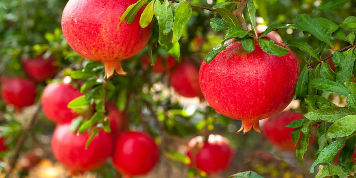 Fruta conhecida pelo sabor marcante e cor vibrante além de fácil cultivo
