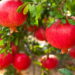 Fruta conhecida pelo sabor marcante e cor vibrante além de fácil cultivo