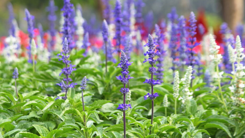 As melhores flores para atrair beija-flores e borboletas ao seu jardim