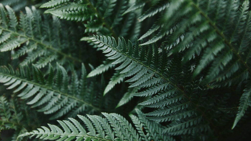 Essas são as plantas certas para ambientes úmidos 