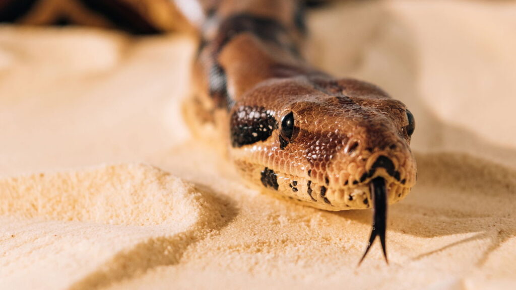 Criança encontra cobra enquanto brinca e a morde até a morte. "Ela já havia mordido a cobra e a matado no local"