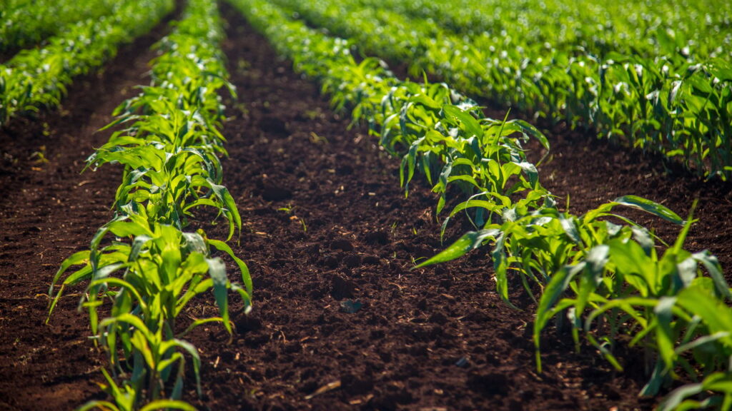 Fertilizantes que farão suas árvores frutíferas prosperarem e produzirem mais