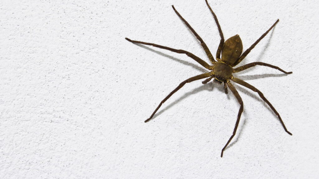 Higienização constante que elimina esconderijos e reduz focos de aranhas
