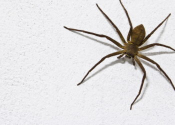 Aprenda a forma mais fácil de manter aranhas-marrons longe da sua casa