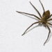 Aprenda a forma mais fácil de manter aranhas-marrons longe da sua casa