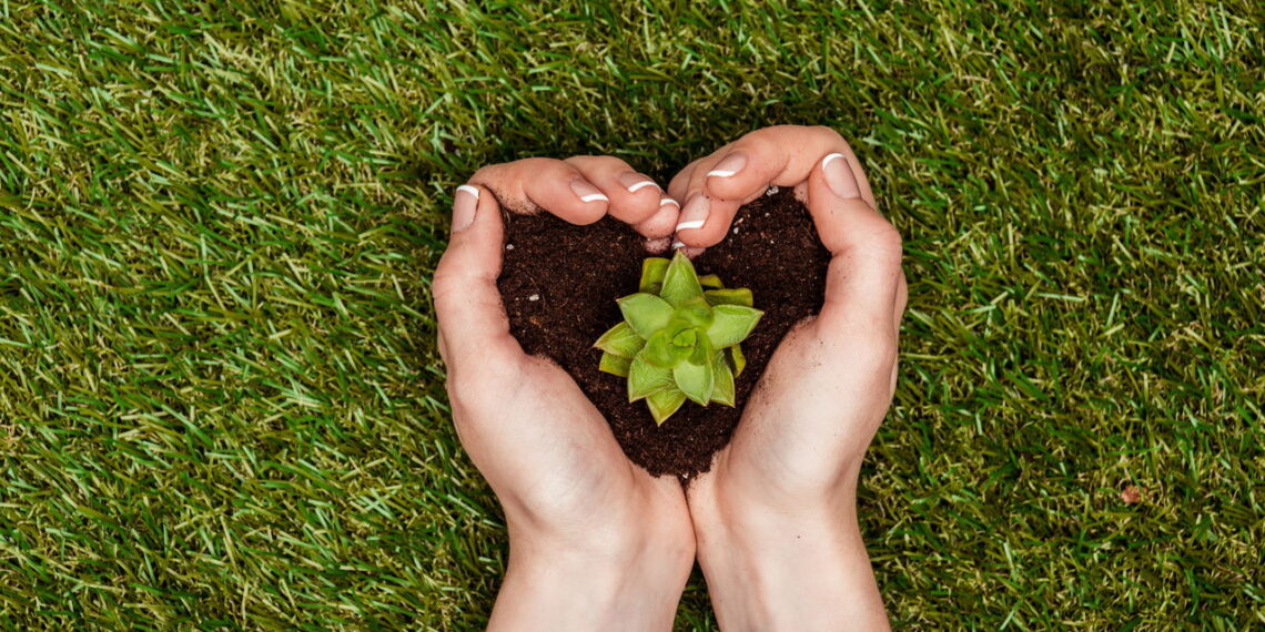 As plantas que resistem ao sol forte e continuam bonitas
