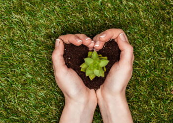 As plantas que resistem ao sol forte e continuam bonitas
