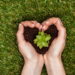 As plantas que resistem ao sol forte e continuam bonitas