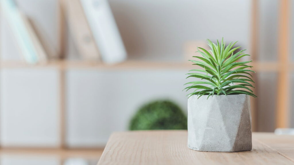 As 3 plantas que todo mundo quer na mesa de trabalho