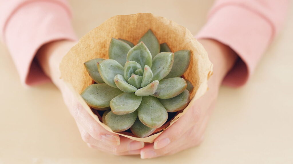 As 6 plantas ideais para fazer mudas e montar um jardim do zero