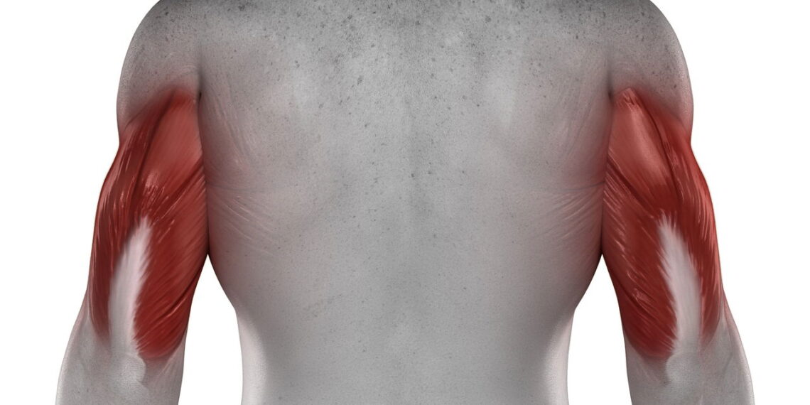 O melhor exercício para tríceps que realmente dá volume