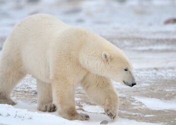 Explorador conta como usou uma panela para se defender de um urso polar