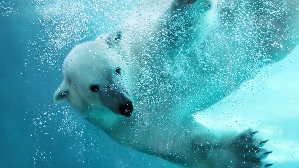 Explorador conta como usou uma panela para se defender de um urso polar