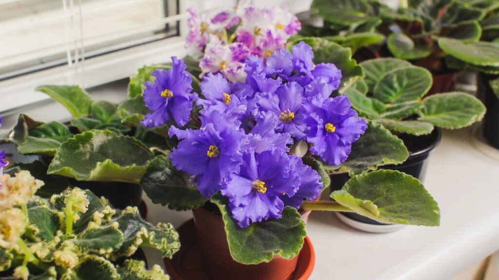 As 5 melhores plantas para quem tem pets em apartamento