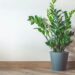 As plantas mais populares para decoração de interiores em 2025