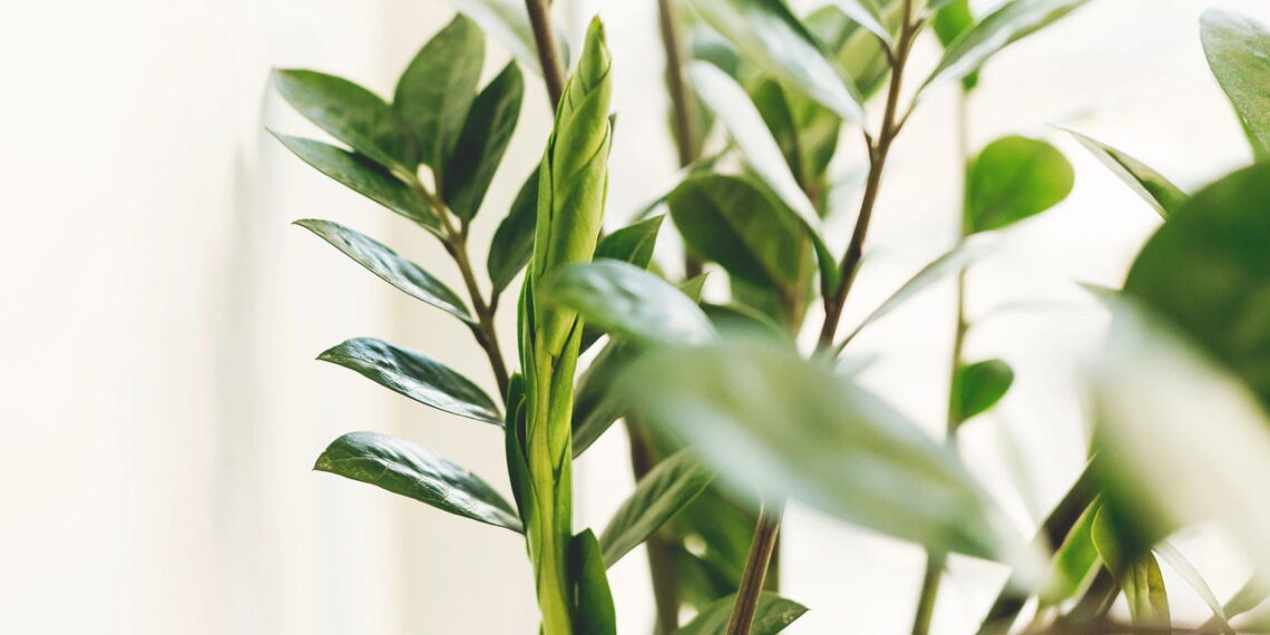 As 6 plantas que não precisam de muita água para sobreviver