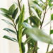 As 6 plantas que não precisam de muita água para sobreviver