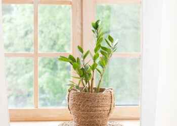 As plantas minimalistas que viraram tendência em escritórios