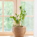 As plantas minimalistas que viraram tendência em escritórios