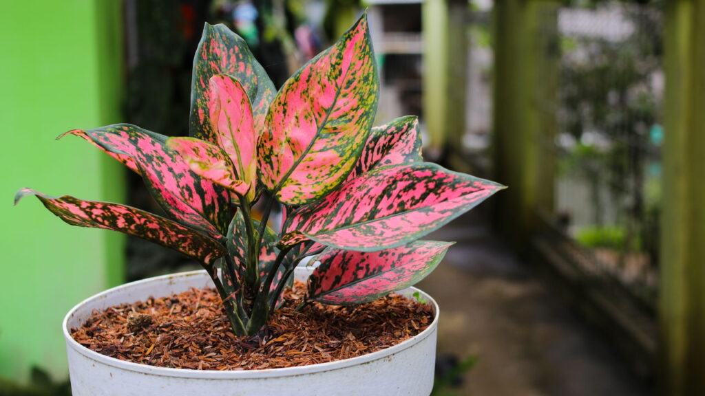 5 plantas usadas para atrair energia positiva e transformar o clima da sua casa