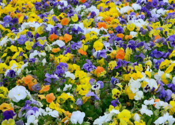 Plantas que florescem no inverno e deixam o jardim vivo o ano todo