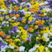 Plantas que florescem no inverno e deixam o jardim vivo o ano todo