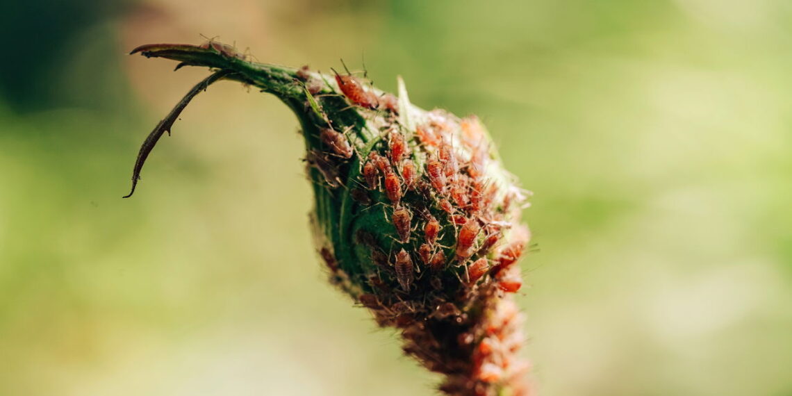 Essas plantas simples afastam pulgões do seu jardim