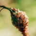 Essas plantas simples afastam pulgões do seu jardim