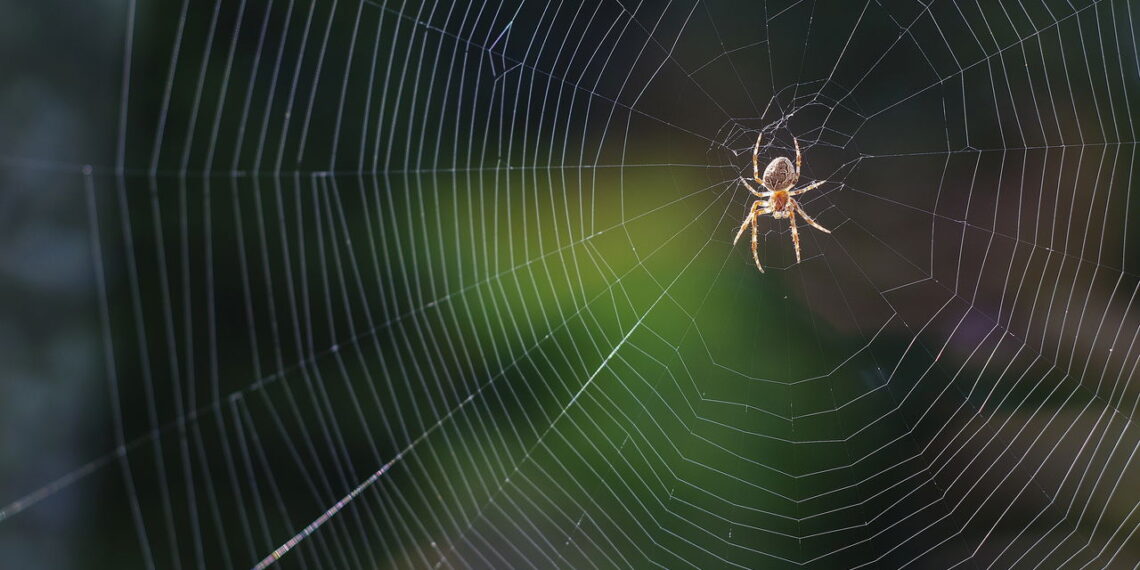 As duas plantas que deixam sua casa livre de aranhas