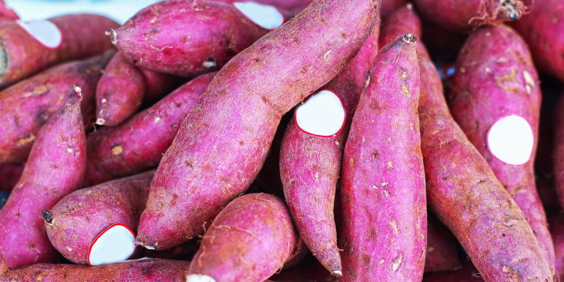 Plante batata-doce no seu quintal e obtenha tubérculos nutritivos o ano inteiro