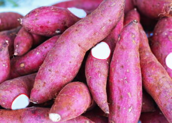 Plante batata-doce no seu quintal e obtenha tubérculos nutritivos o ano inteiro