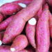 Plante batata-doce no seu quintal e obtenha tubérculos nutritivos o ano inteiro