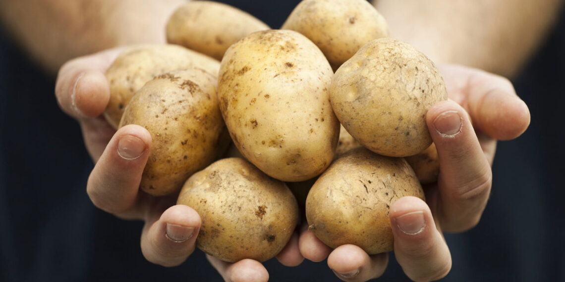 Nutritiva e perfeita para novas receitas essa planta é ótima para cultivar em casa!