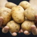 Nutritiva e perfeita para novas receitas essa planta é ótima para cultivar em casa!