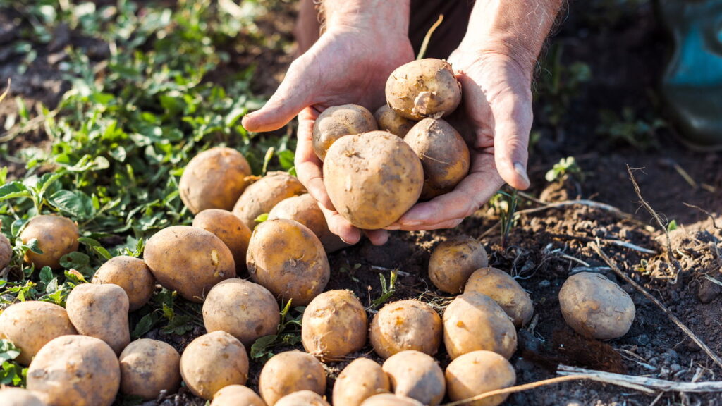 Nutritiva e perfeita para novas receitas essa planta é ótima para cultivar em casa!