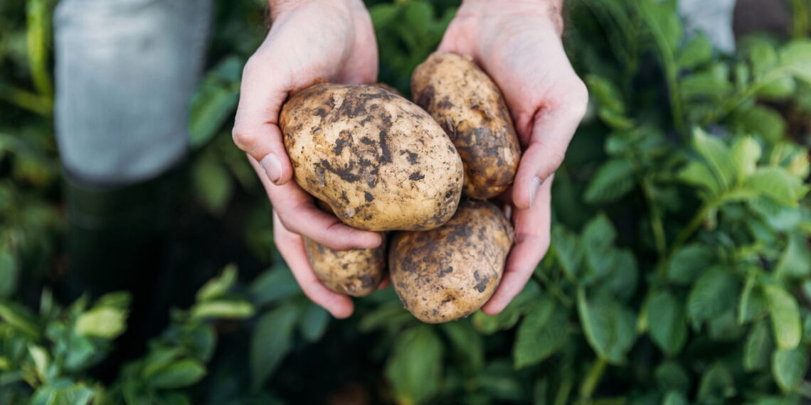 Planta além de versátil na cozinha é muito adaptável em diferentes tipos de cultivo