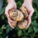 Planta além de versátil na cozinha é muito adaptável em diferentes tipos de cultivo