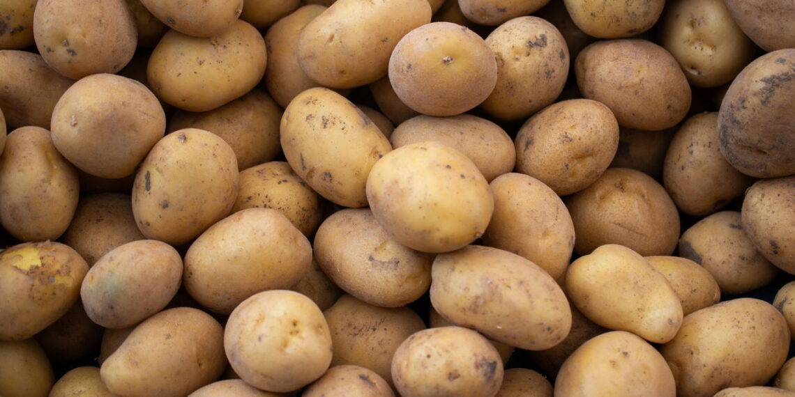 Como plantar batata em recipientes pequenos e obter colheitas fartas o ano inteiro